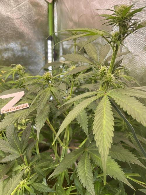 Zamnesia🍯Sticky Broccoli🥦EGC2026. Week 6