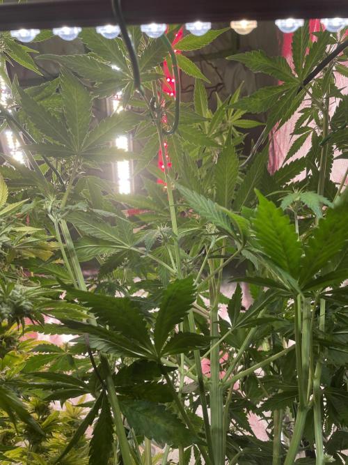 Zamnesia🍯Sticky Broccoli🥦EGC2026. Week 6