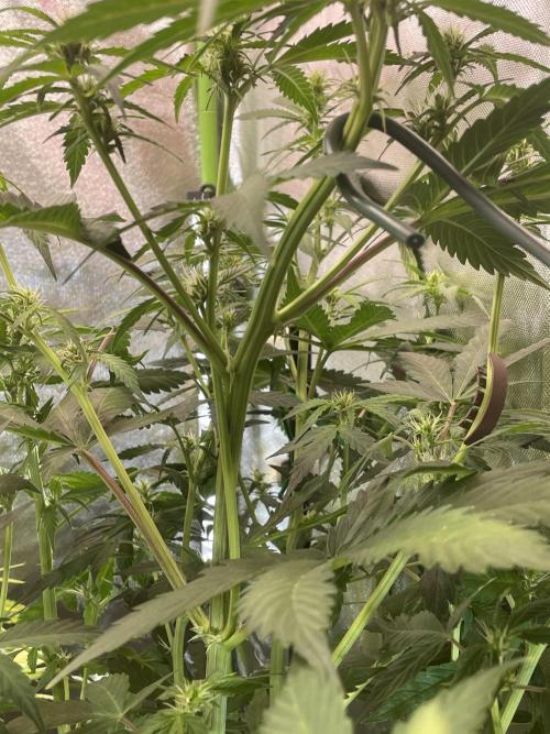 Zamnesia🍯Sticky Broccoli🥦EGC2026. Week 6