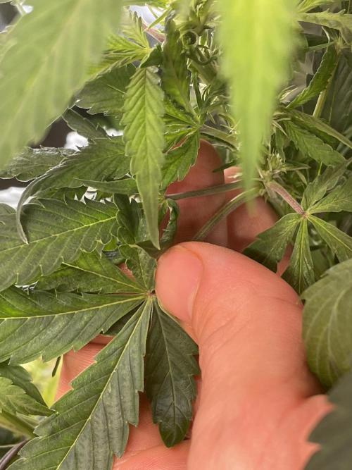 Zamnesia🍯Sticky Broccoli🥦EGC2026. Week 6 - 🖖🏻
