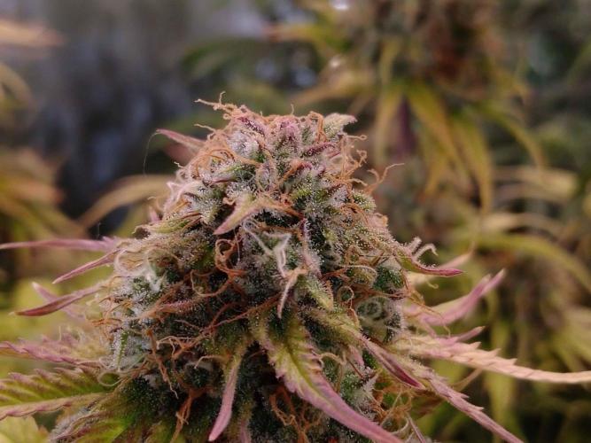 🧠💭Amnesia Haze Auto RQS🦁. Week 9