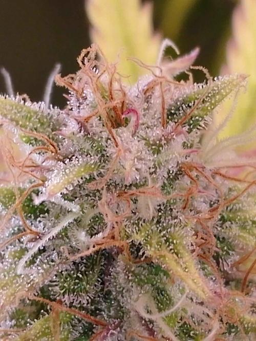 🧠💭Amnesia Haze Auto RQS🦁. Week 9