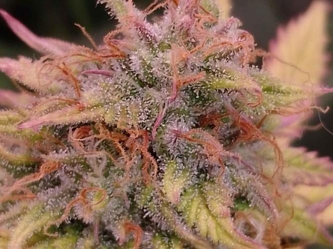 🧠💭Amnesia Haze Auto RQS🦁. Week 9