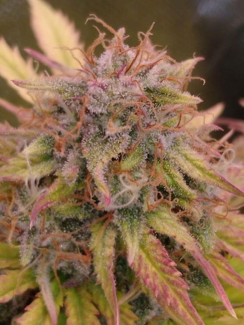 🧠💭Amnesia Haze Auto RQS🦁. Week 9