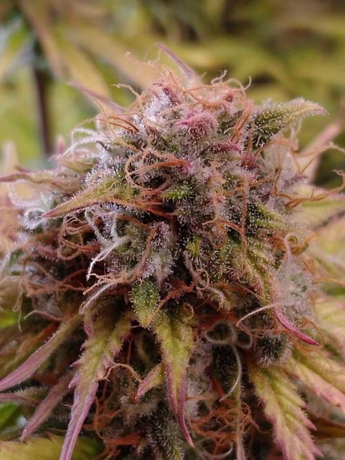 🧠💭Amnesia Haze Auto RQS🦁. Week 9