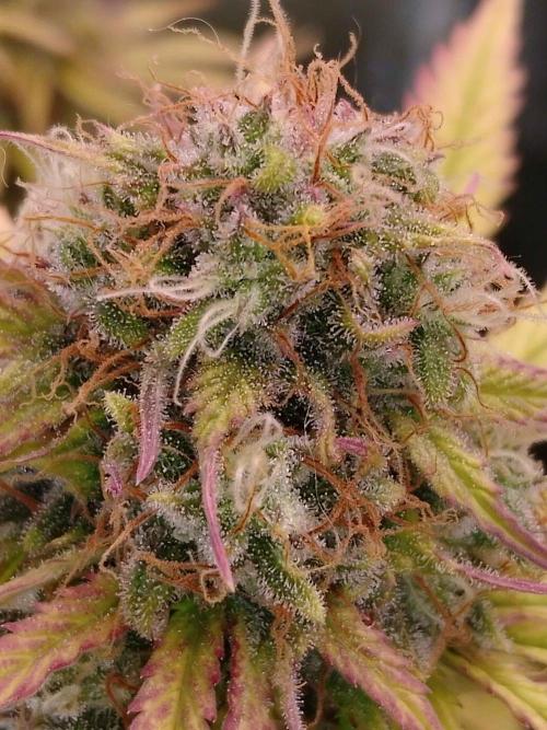 🧠💭Amnesia Haze Auto RQS🦁. Week 9