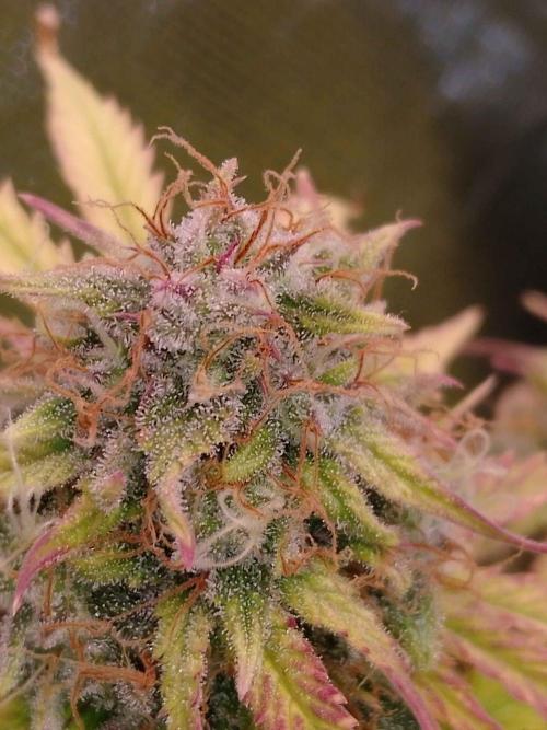 🧠💭Amnesia Haze Auto RQS🦁. Week 9