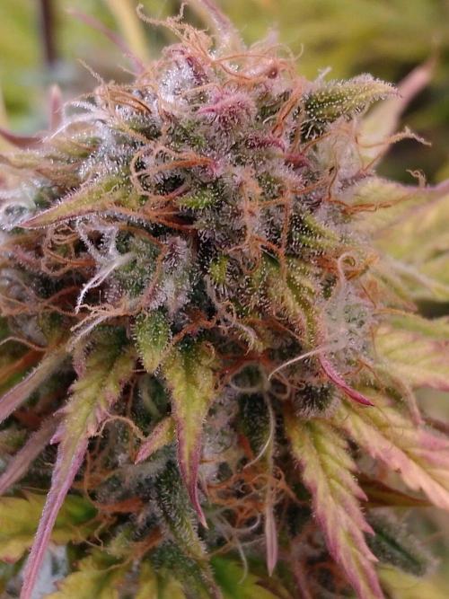 🧠💭Amnesia Haze Auto RQS🦁. Week 9