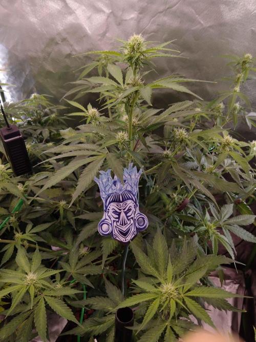 Zamnesia🍯Sticky Broccoli🥦EGC2026. Week 7