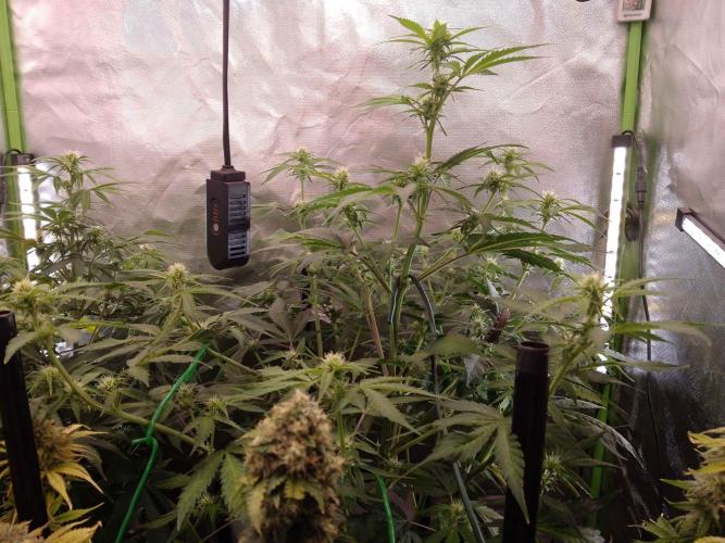Zamnesia🍯Sticky Broccoli🥦EGC2026. Week 7