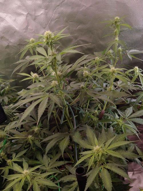 Zamnesia🍯Sticky Broccoli🥦EGC2026. Week 7