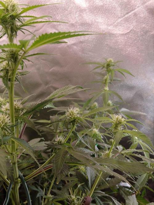 Zamnesia🍯Sticky Broccoli🥦EGC2026. Week 7