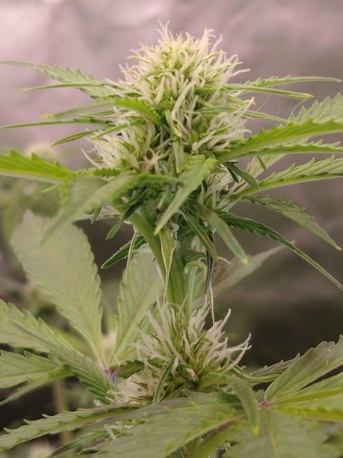 Zamnesia🍯Sticky Broccoli🥦EGC2026. Week 7