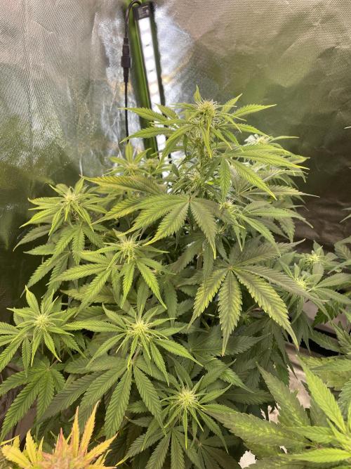 🍦Gelato Auto Zamnesia. Week 7