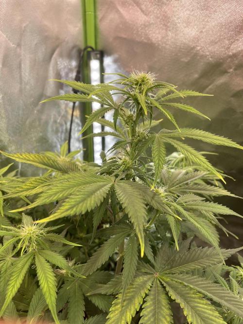 🍦Gelato Auto Zamnesia. Week 7