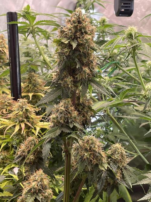 🥦Cime di Rap🥦 Zamnesia. Week 8