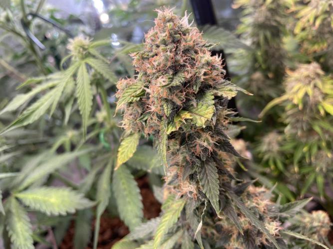 🥦Cime di Rap🥦 Zamnesia. Week 8