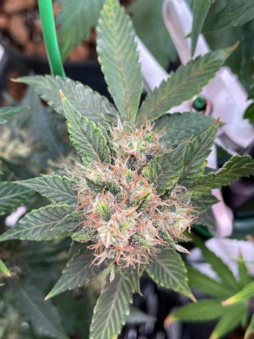 🥦Cime di Rap🥦 Zamnesia. Week 8