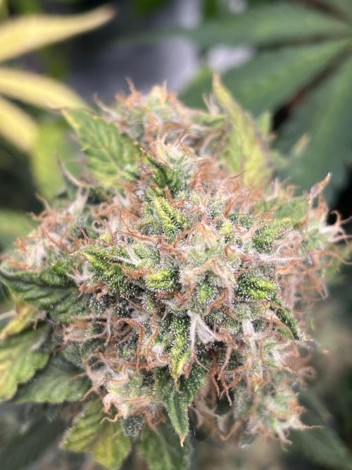 🥦Cime di Rap🥦 Zamnesia. Week 8