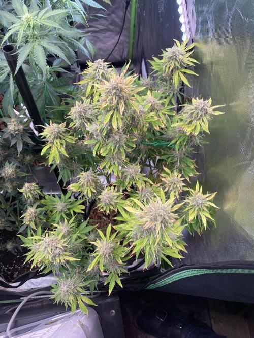 👑🦍Royal Gorilla Auto RQS🦁. Week 10