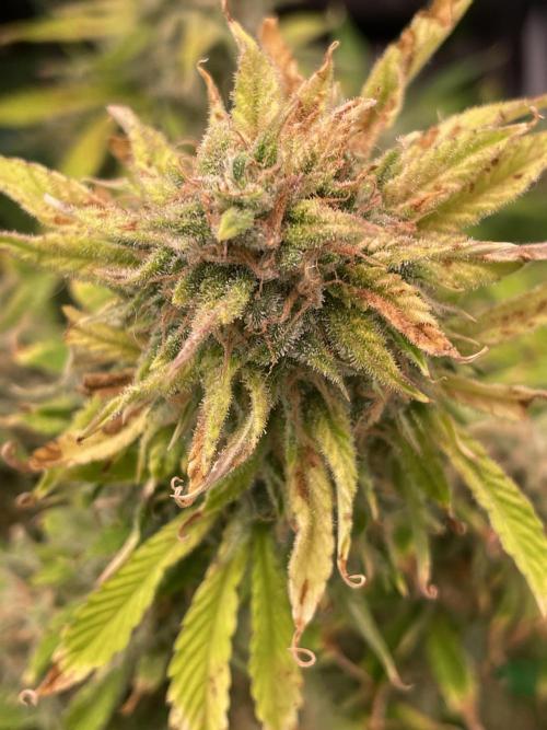 👑🦍Royal Gorilla Auto RQS🦁. Week 10
