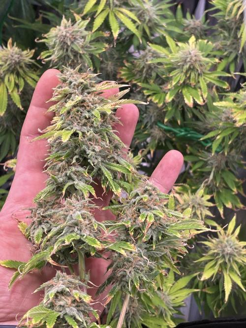 👑🦍Royal Gorilla Auto RQS🦁. Week 10
