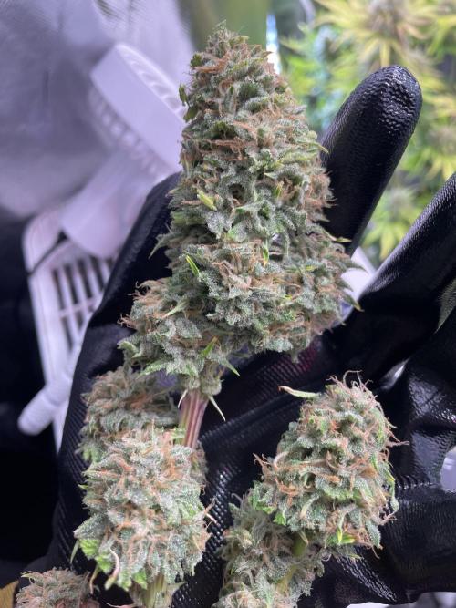 👑🦍Royal Gorilla Auto RQS🦁. Week 10