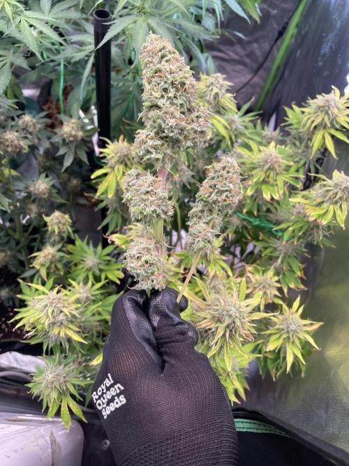 👑🦍Royal Gorilla Auto RQS🦁. Week 10