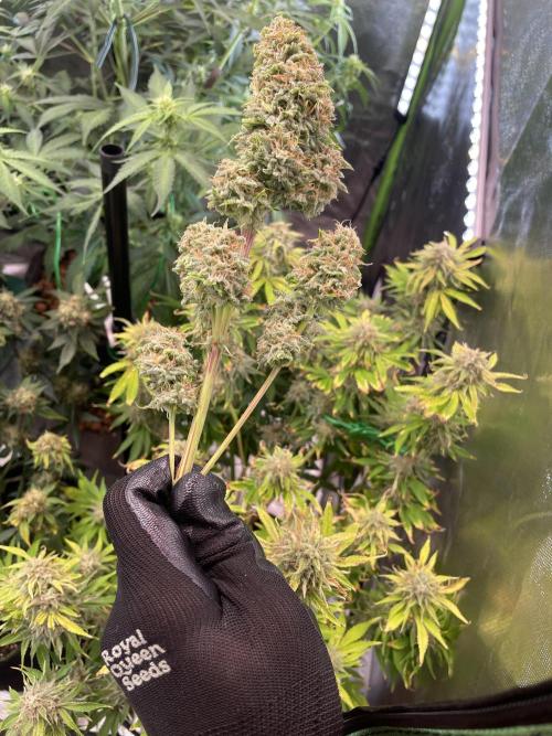 👑🦍Royal Gorilla Auto RQS🦁. Week 10