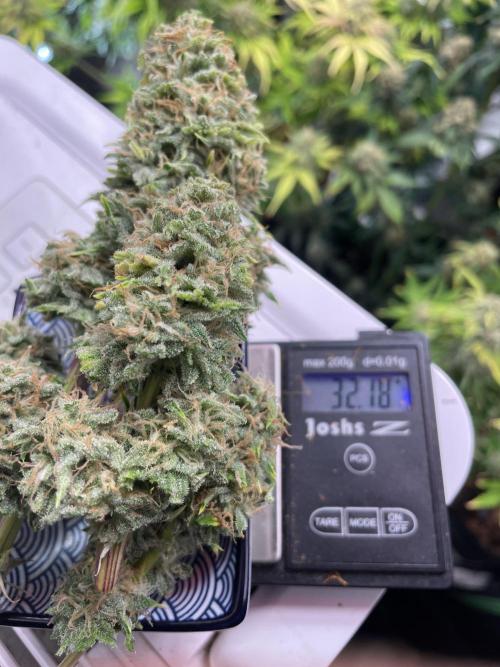👑🦍Royal Gorilla Auto RQS🦁. Week 10
