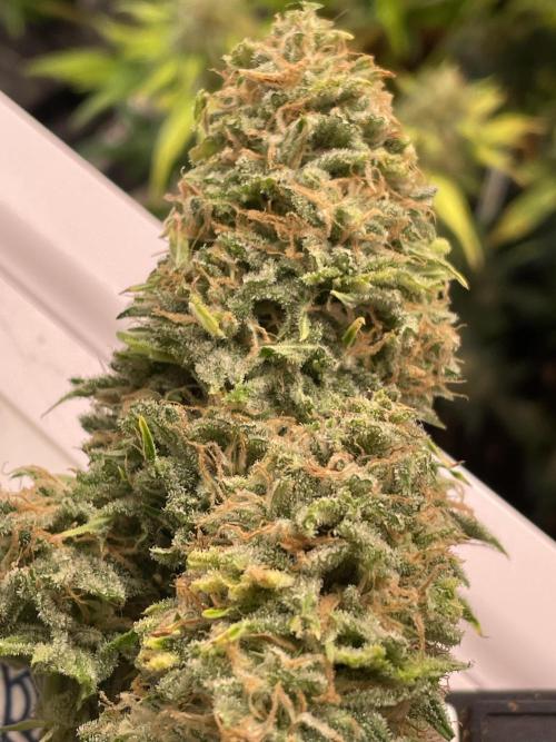 👑🦍Royal Gorilla Auto RQS🦁. Week 10
