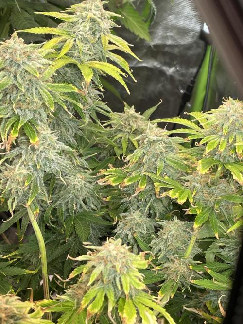 👑🦍Royal Gorilla Auto RQS🦁. Week 10