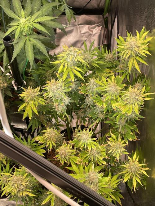👑🦍Royal Gorilla Auto RQS🦁. Week 10