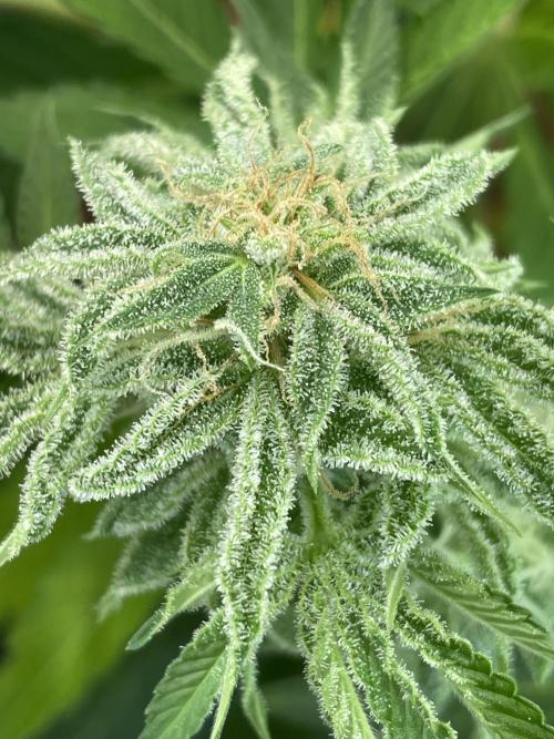👑🦍Royal Gorilla Auto RQS🦁. Week 10