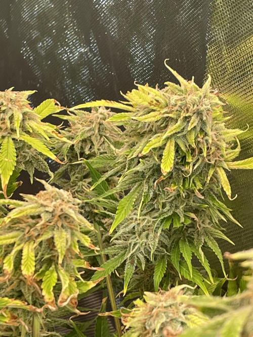 Royal Gorilla Automatic. Week 10