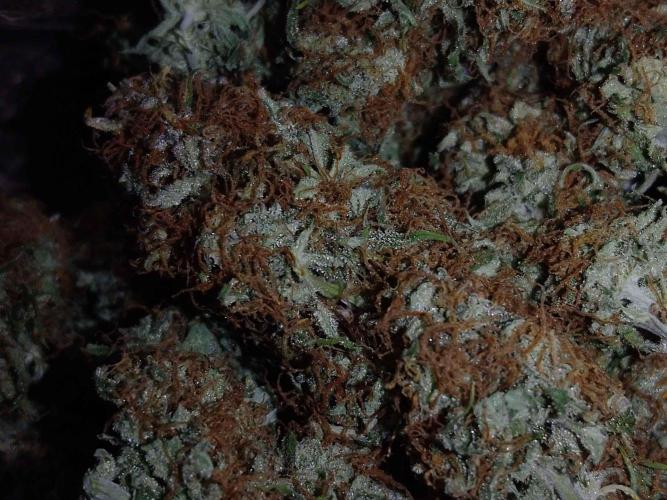 🛸Milky Way F1 RQS🦁. Week 11