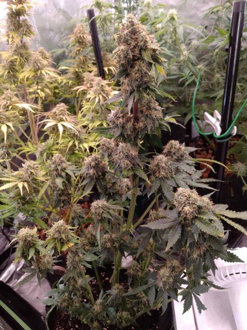 🥦Cime di Rap🥦 Zamnesia. Week 9