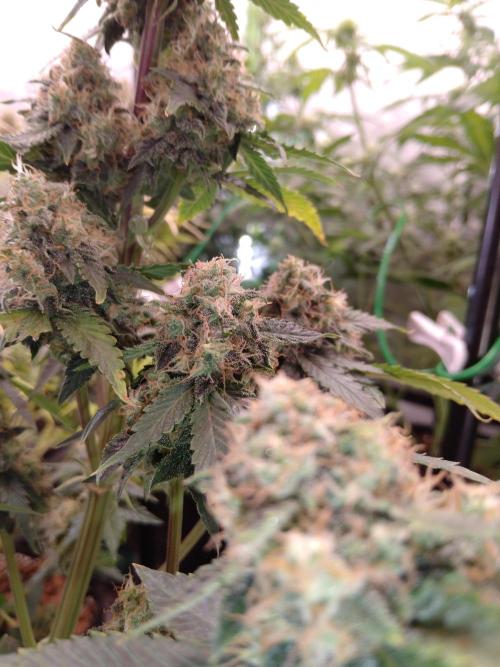🥦Cime di Rap🥦 Zamnesia. Week 9