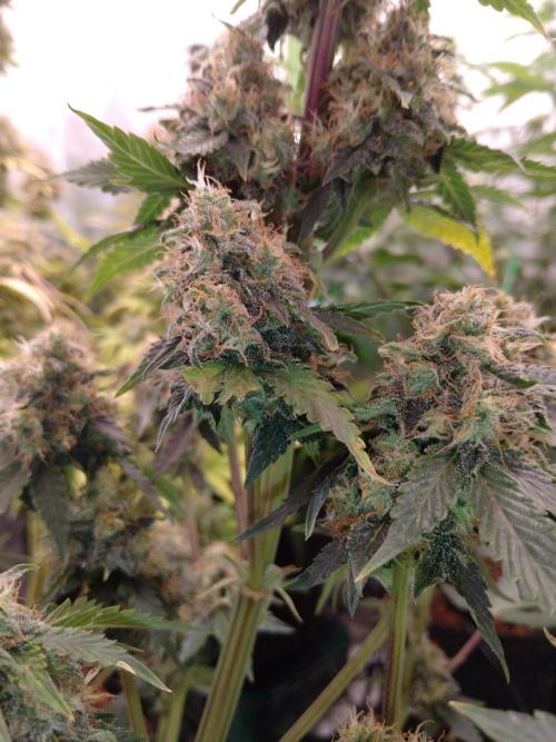 🥦Cime di Rap🥦 Zamnesia. Week 9