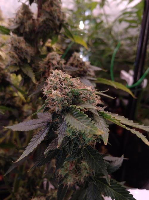 🥦Cime di Rap🥦 Zamnesia. Week 9