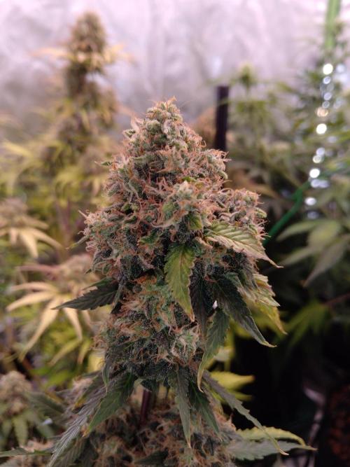 🥦Cime di Rap🥦 Zamnesia. Week 9
