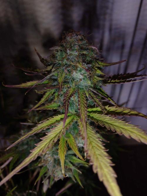 🧠💭Amnesia Haze Auto RQS🦁. Week 10