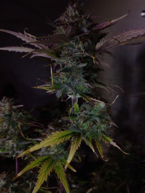 🧠💭Amnesia Haze Auto RQS🦁. Week 10