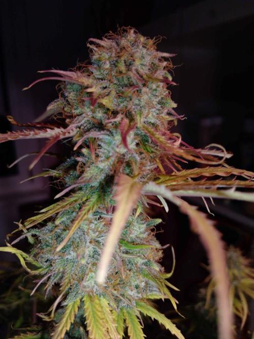 🧠💭Amnesia Haze Auto RQS🦁. Week 10