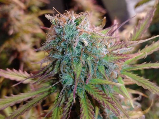 🧠💭Amnesia Haze Auto RQS🦁. Week 10