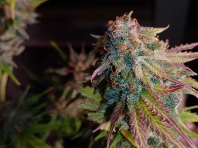 🧠💭Amnesia Haze Auto RQS🦁. Week 10