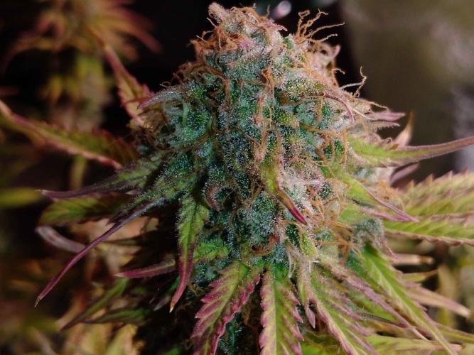 🧠💭Amnesia Haze Auto RQS🦁. Week 10