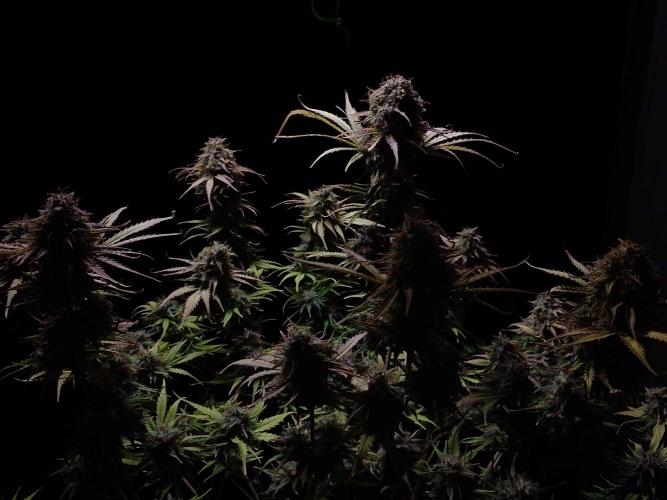 🧠💭Amnesia Haze Auto RQS🦁. Week 10
