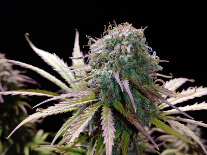 🧠💭Amnesia Haze Auto RQS🦁. Week 10