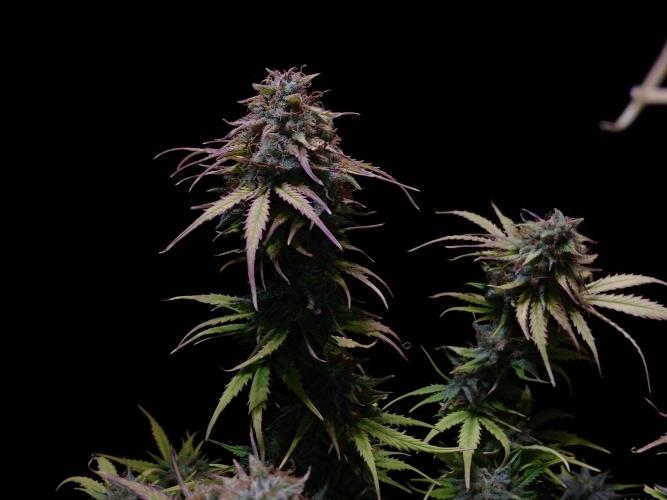 🧠💭Amnesia Haze Auto RQS🦁. Week 10